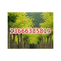 生態(tài)綠苗木常年供應各種規(guī)格苗木-大量的批發(fā)