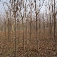 提供七葉樹培育基地.現(xiàn)在七葉樹報價.供應(yīng)七葉樹價格