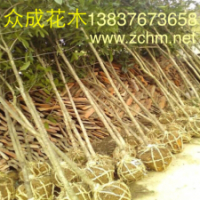 7公分桂花，2公分桂花苗，15公分八月桂花價(jià)格