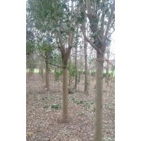 大葉女貞銀杏水杉蜀檜雪松龍柏基地價格便宜
