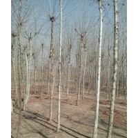 10 公分法桐價格