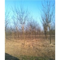 10公分國槐樹價格
