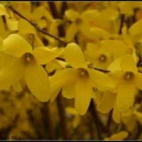 供應連翹、東北連翹、直生連翹、連翹苗、連翹球，連翹基地