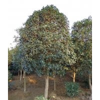 6公分桂花|5公分桂花|4公分|2公分桂花價格