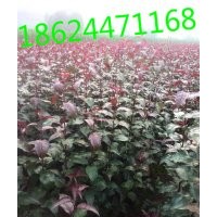 高原之火海棠苗價格