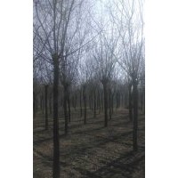 那里老國槐多？發(fā)冒國槐多少錢