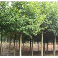 提供含笑樹產(chǎn)地.提供含笑樹報價'現(xiàn)在含笑價格