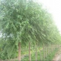 江蘇垂柳供應(yīng) 2公分3公分4公分5公分垂柳價(jià)格