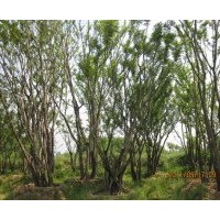 供應(yīng)叢生樸樹報價 5公分10公分15公分樸樹價格