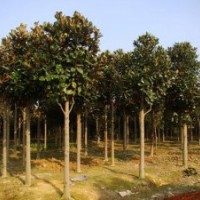 廣玉蘭價格|12公分-13公分廣玉蘭價格