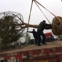 四川榔榆樹(shù)價(jià)格，25公分榔榆報(bào)價(jià)