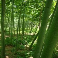 提供青桐價格南京青桐產(chǎn)地直銷