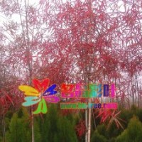 柳櫟沼生櫟栓皮櫟