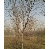 欒樹基地銷售精品移植欒樹報價