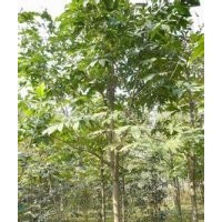 七葉樹(shù)價(jià)格南京七葉樹(shù)出售