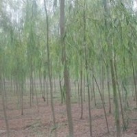 提供苗圃垂柳價(jià)格 5公分垂柳價(jià)格