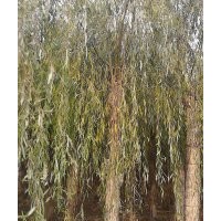 垂柳價(jià)格