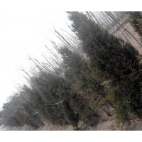 春季供應(yīng)蜀檜3米-5米，價(jià)格優(yōu)惠！