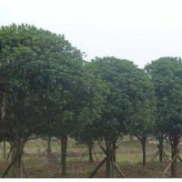 供應(yīng)湖南6公分全冠桂花樹(shù)，8公分全冠桂花樹(shù)，10公分湖南桂花樹(shù)