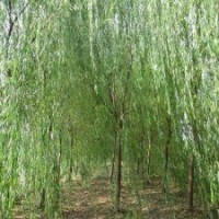 山東8公分垂柳價(jià)格