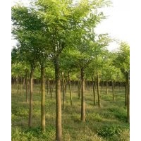 北京15公分國(guó)槐今日價(jià)格