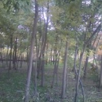 河北清苑4公分國(guó)槐價(jià)格