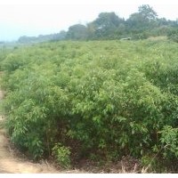 3公分香樟樹(shù)-益陽(yáng)有亮園林