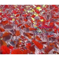 長期供應(yīng)紫葉紅櫨價(jià)格低質(zhì)量好