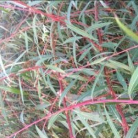 供應(yīng)美國(guó)雙色柳 紅絲垂柳