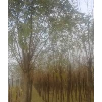 刺槐價(jià)格