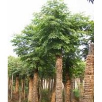 胸徑20公分精品骨架欒樹,22公分移栽欒樹,裸根欒樹移栽