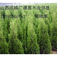 2、3米蜀儈大量低價(jià)出售、大量蜀儈低價(jià)供應(yīng)