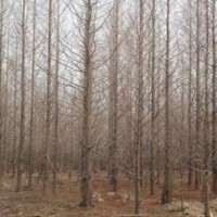 供應苗圃5公分6公分水杉價格 水杉產(chǎn)地