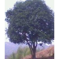 供應(yīng)優(yōu)質(zhì)湖南移植桂花樹(shù)，叢生桂花樹(shù)，品質(zhì)保證