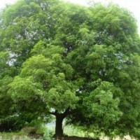 供應(yīng)28公分叢生桂花樹(shù)，湖南大型桂花樹(shù)，大型桂花樹(shù)價(jià)格