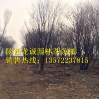 陜西龍誠園林茶條槭