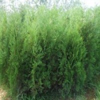 批發(fā)側柏 低價處理側柏 山西優(yōu)質側柏