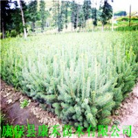 杯栽云杉樹苗 40-50公分