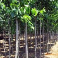 常年供應(yīng)杜仲價(jià)格 米徑15-30公分杜仲報(bào)價(jià) 南京杜仲價(jià)格