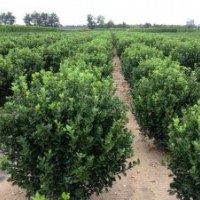 供應(yīng)山東冬青綠籬苗，冬青球，木槿，大葉黃楊球苗。