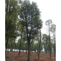 貴州各類規(guī)格香樟供應