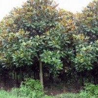 南京廣玉蘭10公分價格