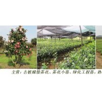 直銷批發(fā)工程苗木、茶花樹苗