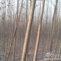 自產(chǎn)自銷——低價處理自家種的107速生楊,價錢便宜