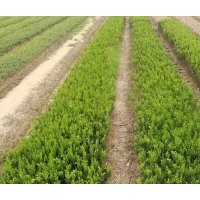 青州瓜子黃楊小苗 山東瓜子黃楊價(jià)格 青州瓜子黃楊綠化工程苗