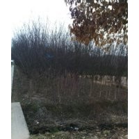 紫薇，欒樹，青桐，垂柳，楓楊，國槐