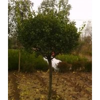 直銷高桿大葉黃楊，高桿小葉黃楊，高桿月季