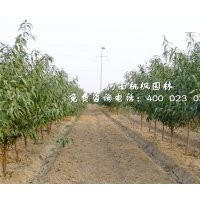 優(yōu)質桃苗河南桃楓園林基地直銷