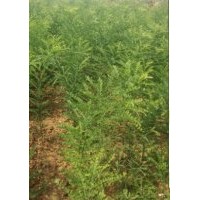 國槐苗-山西國槐苗-國槐苗批發(fā)-國槐苗6毛-山西運(yùn)城