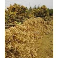 提供廣玉蘭價格 8公分廣玉蘭價格 10公分廣玉蘭價格 15公分廣玉蘭